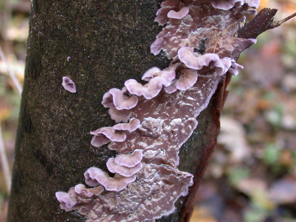 Chondrostereum purpureum da confermare - foto 6154